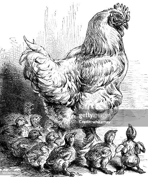 cochin cockerel with motherless chicks - kochi take stock illustrations
