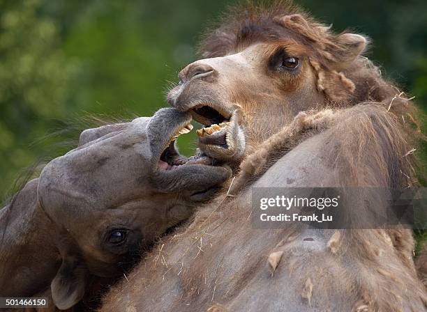 Fighting camels