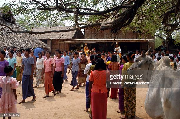 Einheimische Dorfbewohner, Rind, Dorffest, nahe alte Königsstadt Bagan, Myanmar , Asien, Tier, Reise, NB, DIG; P.-Nr.: 214/2005, ;