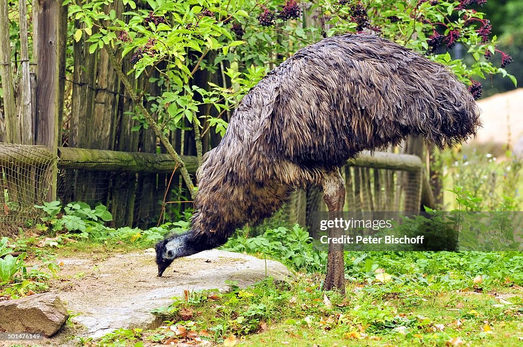 Emu, 100 Jahre Tiergarten, Nürnberg, Bayern, Deutschland, Europa, Tierpark, Tier, Re