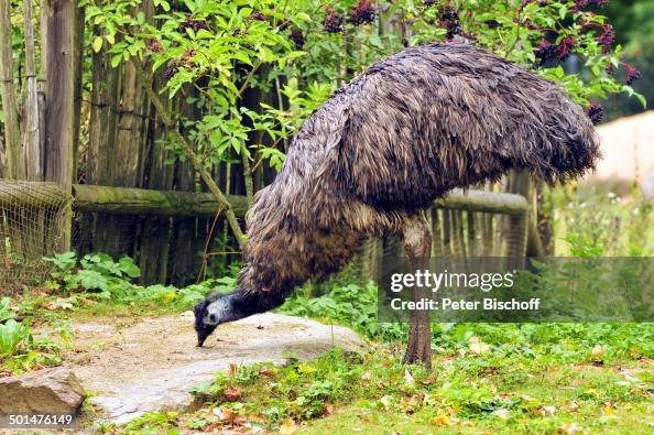 Emu, 100 Jahre Tiergarten, Nürnberg, Bayern, Deutschland, Europa, Tierpark, Tier, Re Emu, 100 Jahre Tiergarten, Nürnberg, Bayern, Deutschland, Europa, Tierpark, Tier, Re