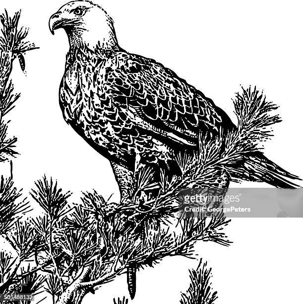 stockillustraties, clipart, cartoons en iconen met bald eagle perched in a pine tree. isolated on white - red pine