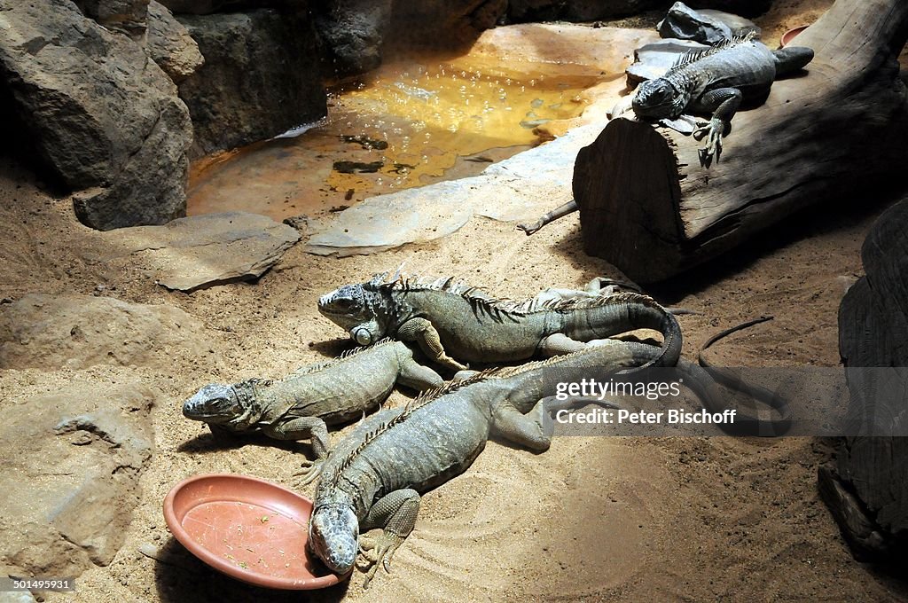 Reptilien, "Palmitos Park", Maspalomas, Insel Gran Canaria, Kanaren, Spanien, Europa