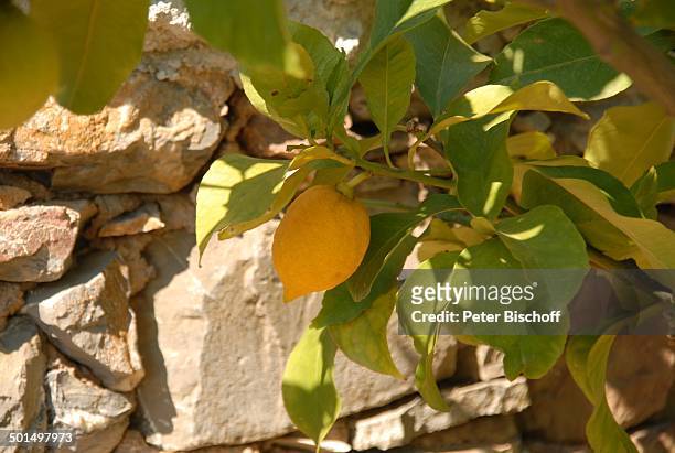Zitronenbaum im Garten vom Haus von Ivan Rebroff auf Ägäisches Meer, Insel Skopelos, Ägäis, Griechenland, Europa, Homestory, Zitrone, Promi, Reise,...