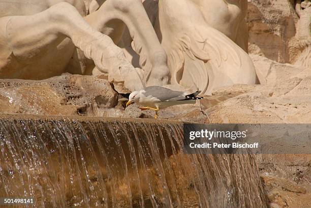 Seemöwe, "Trevi-Brunnen" , Rom, Italien, Europa, Bogel. Tier, Reise, BB, DIG; P.-Nr.: 611/2008, ;