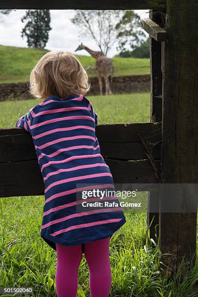 girl at the zoo - jirafa foto e immagini stock