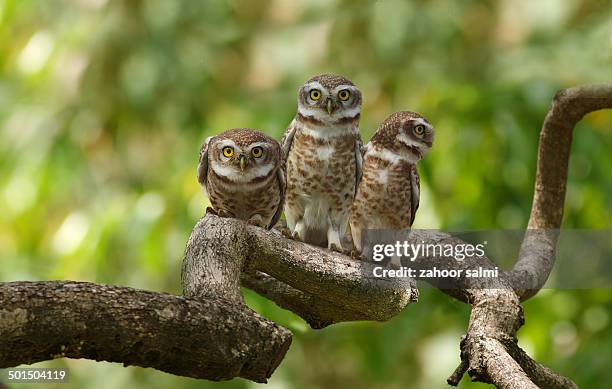 spotted owl - spotted owl bildbanksfoton och bilder