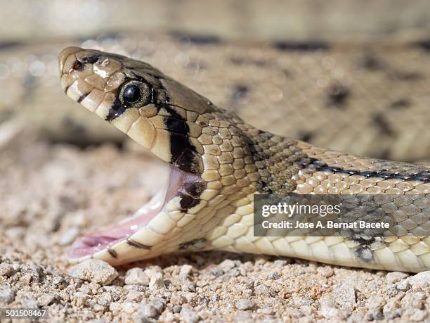 head of a striking snake with mouth open - snake mouth open stock pictures, royalty-free photos & images