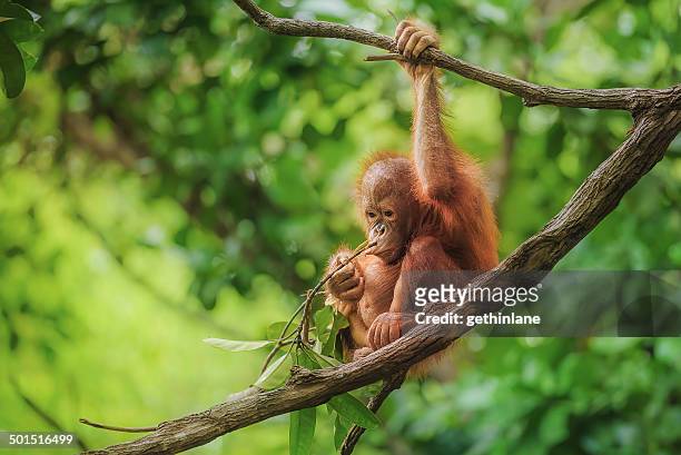 bebé orangután de borneo - monkey fotografías e imágenes de stock