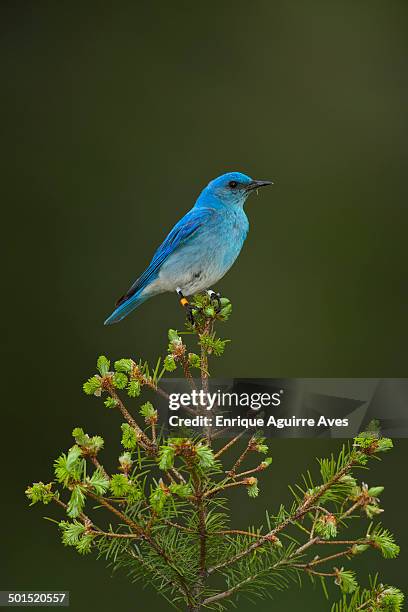 mountain bluebird female - berghüttensänger stock-fotos und bilder