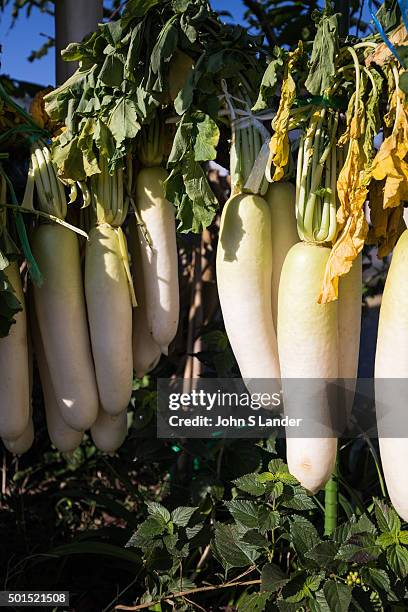 Daikon or Japanese radishes are the most popular vegetable in Japan. Pickled, grated, or raw they are found in nearly every Japanese meal. Its name...