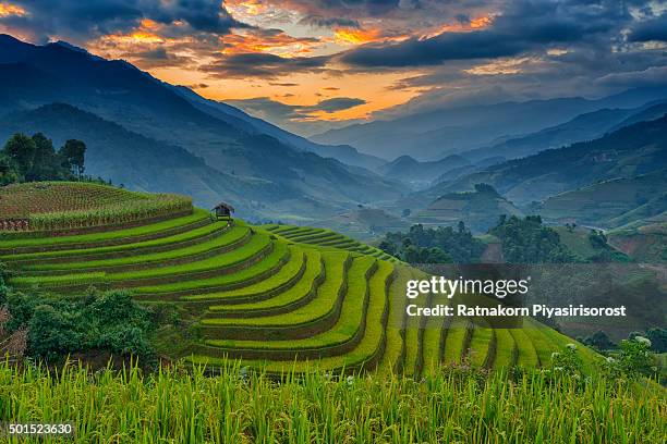 amazing rice terraces at mu cang chai, vietnam - mù cang chải - fotografias e filmes do acervo