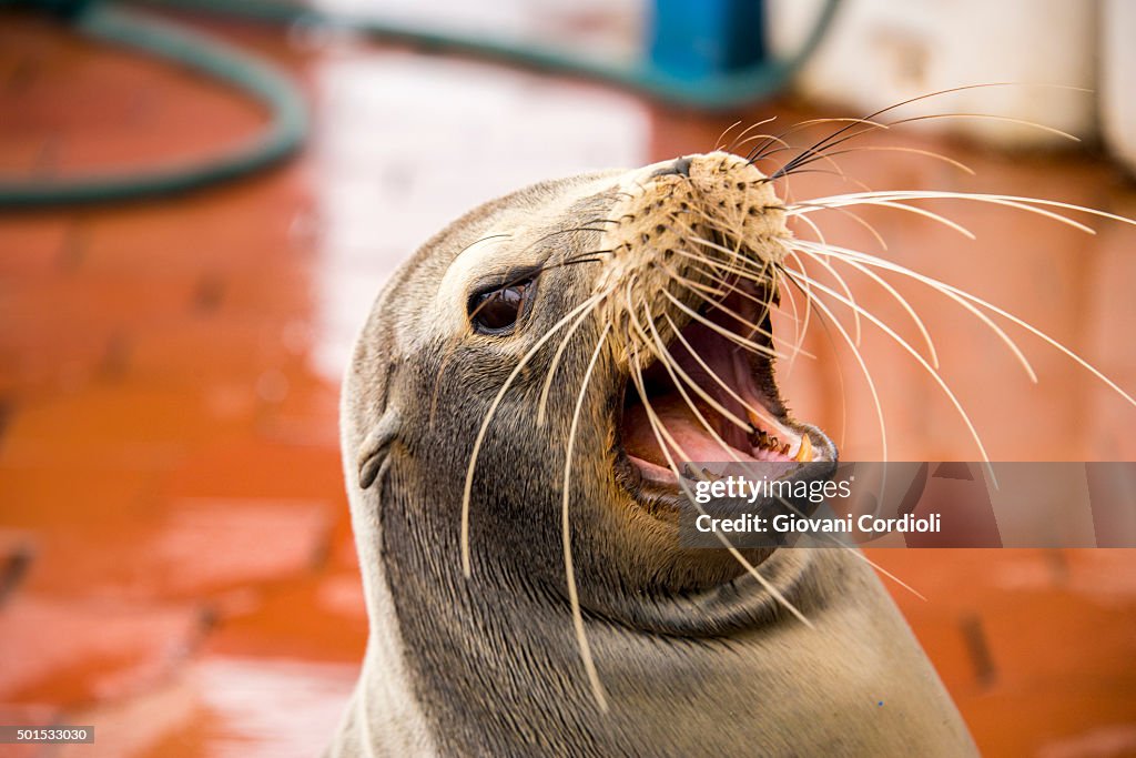 Sea lion at Fish market