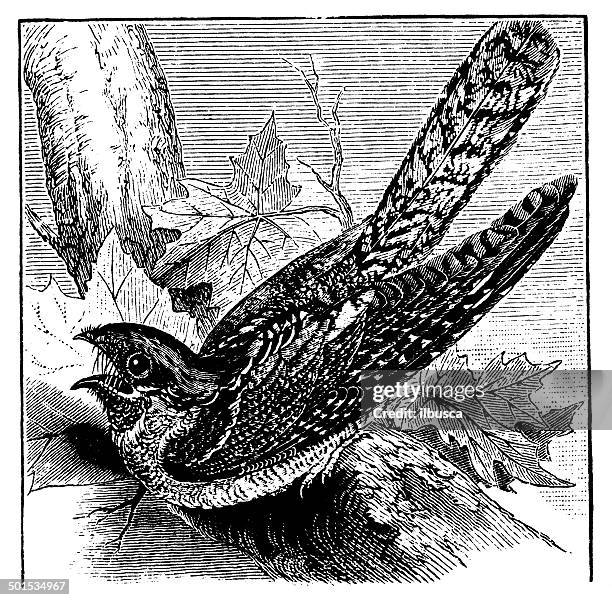 antique illustration of eurasian nightjar (caprimulgus europaeus) - caprimulgus europaeus stock illustrations