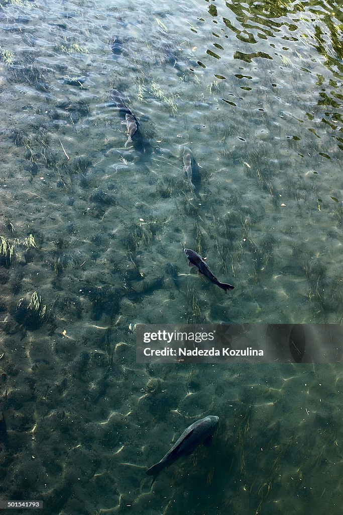 Japanese koi fish in the river