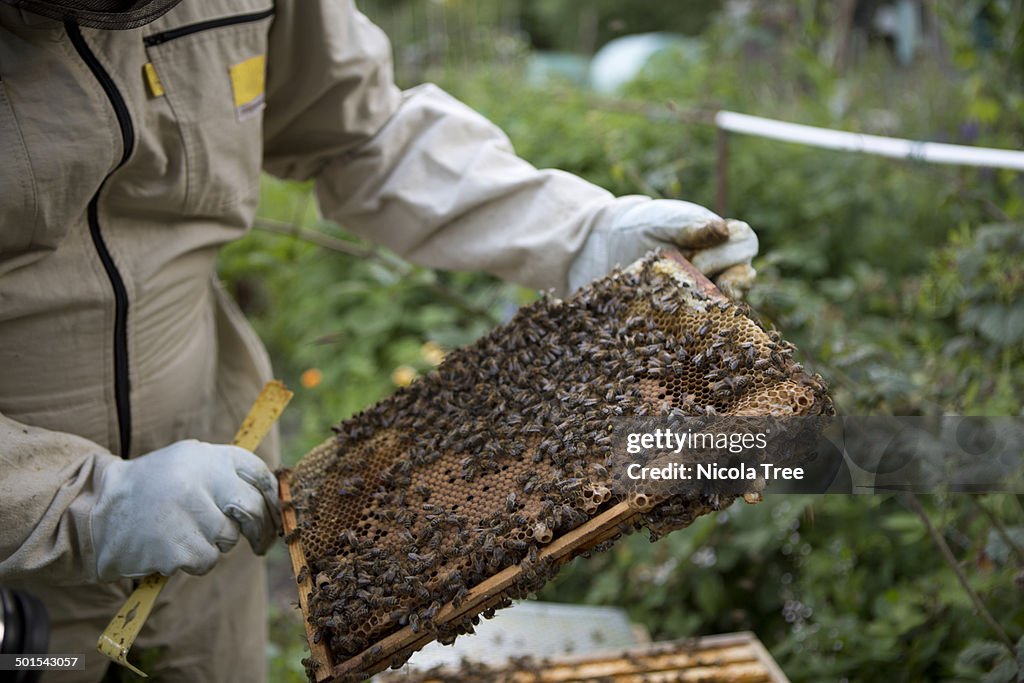 Bee keeper, holding a frame covered in honey bees