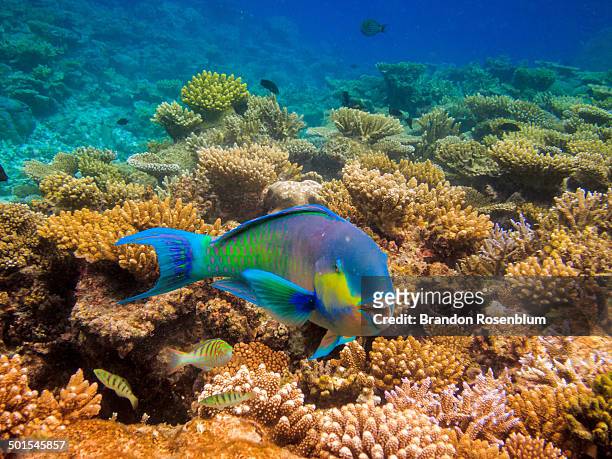 parrotfish - ブダイ ストックフォトと画像