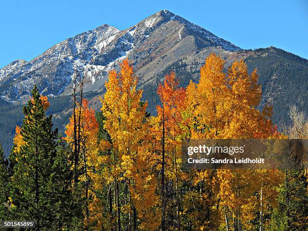 autumn colors in the colorado mountains - tenmile range stock pictures, royalty-free photos & images