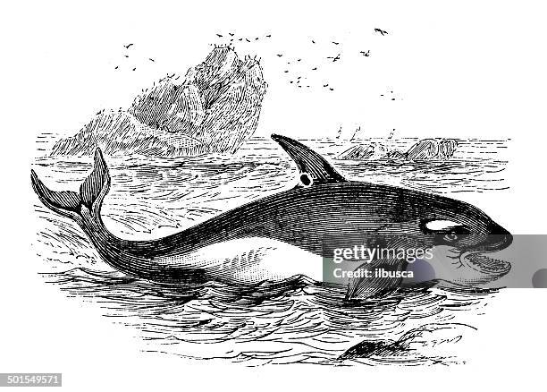 antique illustration of killer whale (orcinus orca) - killer whale stock illustrations