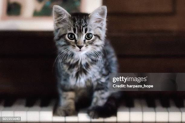 Kitten Standing on Piano Keys