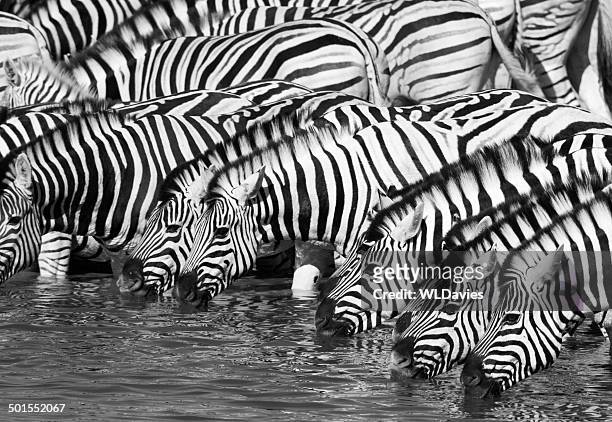 zebra drinking - zebra herd stock pictures, royalty-free photos & images