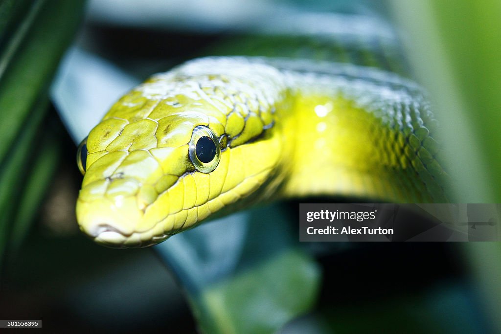 Green snake looking into the camera