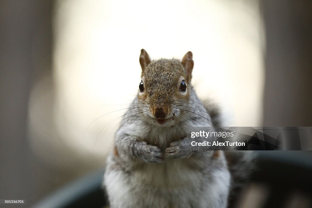 Squirrel poised