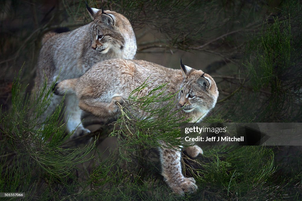 Lynx Cubs At The Highland Wildlife Park Are Fed In Their Enclosure