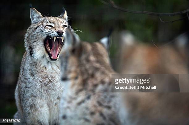 Young Lynx wait to be fed in their enclosure at the Highland Wildlife Park on December 16, 2015 in Kincraig,Scotland. Concerns have been raised by...