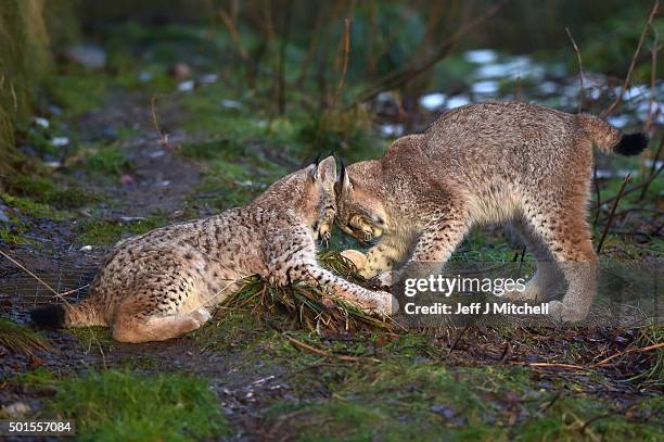 Young Lynx play in their enclosure at the Highland Wildlife Park on December 16, 2015 in Kincraig,Scotland. Concerns have been raised by Scottish...