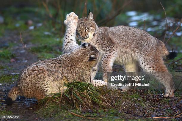 Young Lynx play in their enclosure at the Highland Wildlife Park on December 16, 2015 in Kincraig,Scotland. Concerns have been raised by Scottish...