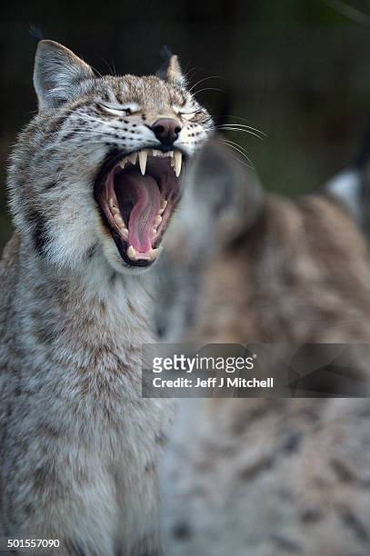 Young Lynx wait to be fed in their enclosure at the Highland Wildlife Park on December 16, 2015 in Kincraig,Scotland. Concerns have been raised by...
