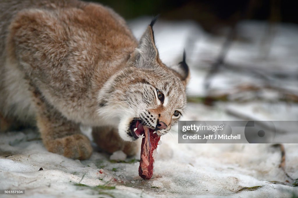 Lynx Cubs At The Highland Wildlife Park Are Fed In Their Enclosure