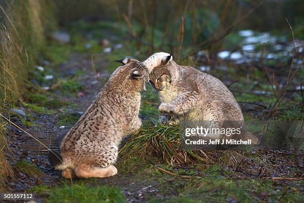 Young Lynx play in their enclosure at the Highland Wildlife Park on December 16, 2015 in Kincraig,Scotland. Concerns have been raised by Scottish...