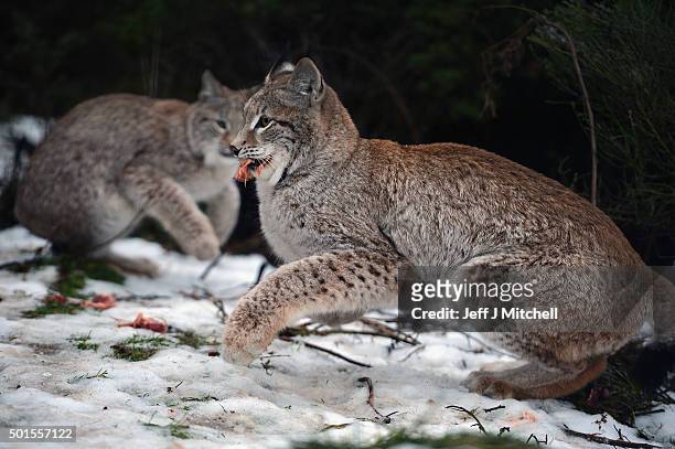 Young Lynx are fed in their enclosure at the Highland Wildlife Park on December 16, 2015 in Kincraig,Scotland. Concerns have been raised by Scottish...