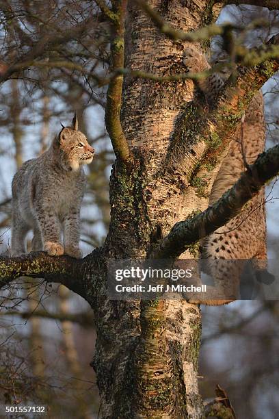 Young Lynx cubs play in at tree at their enclosure at the Highland Wildlife Park on December 16, 2015 in Kincraig,Scotland. Concerns have been raised...