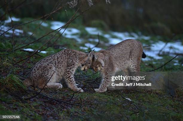 Young Lynx play in their enclosure at the Highland Wildlife Park on December 16, 2015 in Kincraig,Scotland. Concerns have been raised by Scottish...