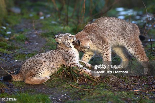 Young Lynx play in their enclosure at the Highland Wildlife Park on December 16, 2015 in Kincraig,Scotland. Concerns have been raised by Scottish...