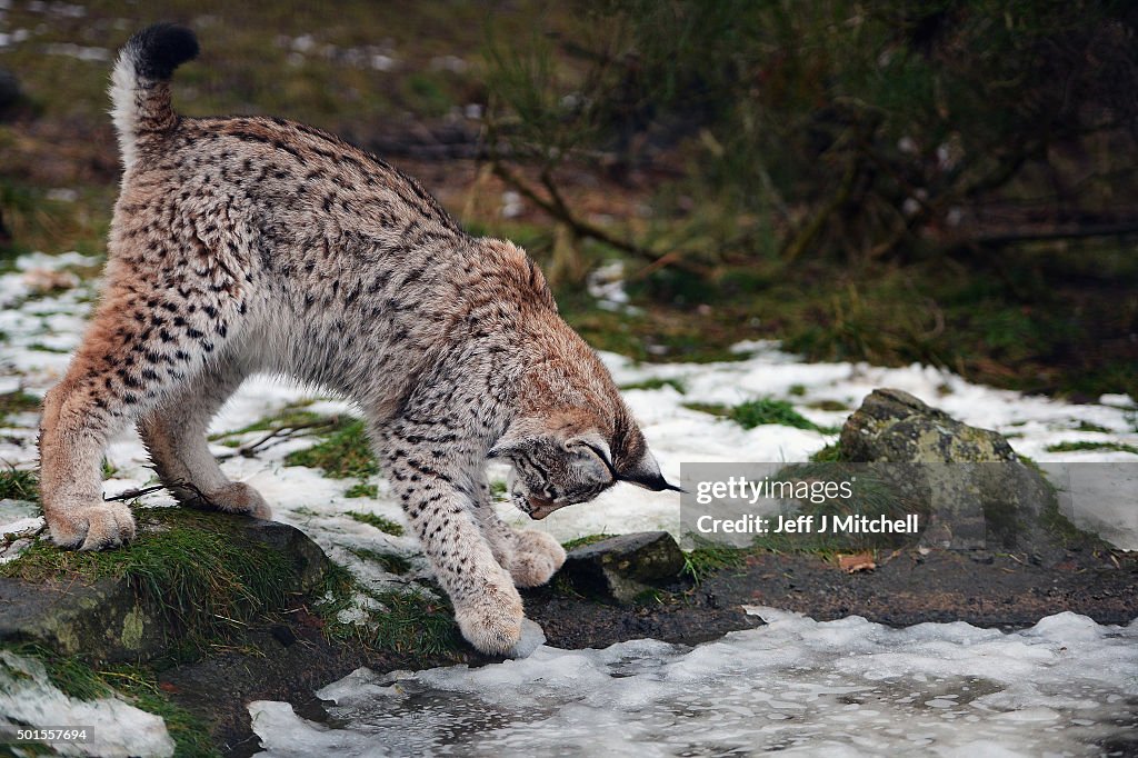 Lynx Cubs At The Highland Wildlife Park Are Fed In Their Enclosure