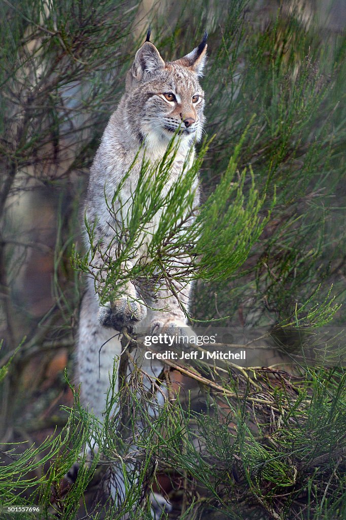 Lynx Cubs At The Highland Wildlife Park Are Fed In Their Enclosure