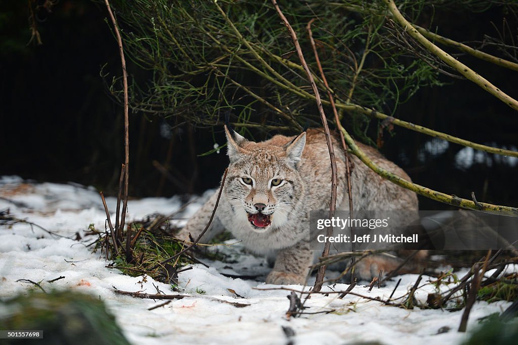 Lynx Cubs At The Highland Wildlife Park Are Fed In Their Enclosure