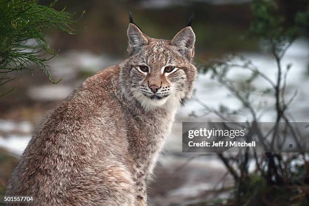 Young Lynx waits to be fed in their enclosure at the Highland Wildlife Park on December 16, 2015 in Kincraig,Scotland. Concerns have been raised by...