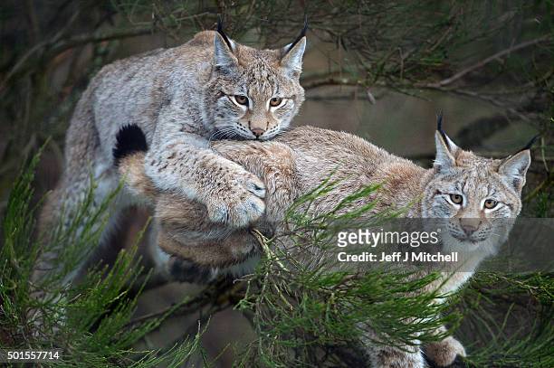 Lynx cubs play in a bush in their enclosure at the Highland Wildlife Park on December 16, 2015 in Kincraig,Scotland. Concerns have been raised by...