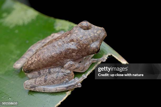 True Frogs Example 878 True Frog Stock Photos, High-Res Pictures, and Images - Getty Images