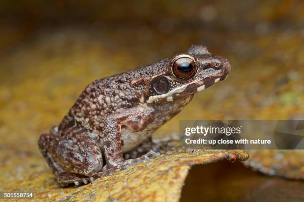 True Frogs Example 878 True Frog Stock Photos, High-Res Pictures, and Images - Getty Images