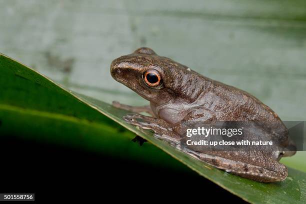 True Frogs Example 878 True Frog Stock Photos, High-Res Pictures, and Images - Getty Images