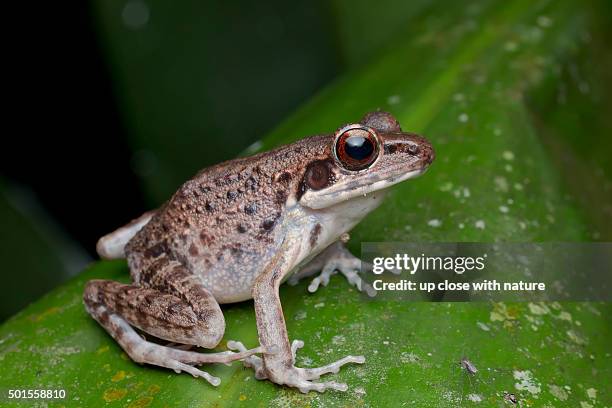 True Frogs Example 878 True Frog Stock Photos, High-Res Pictures, and Images - Getty Images