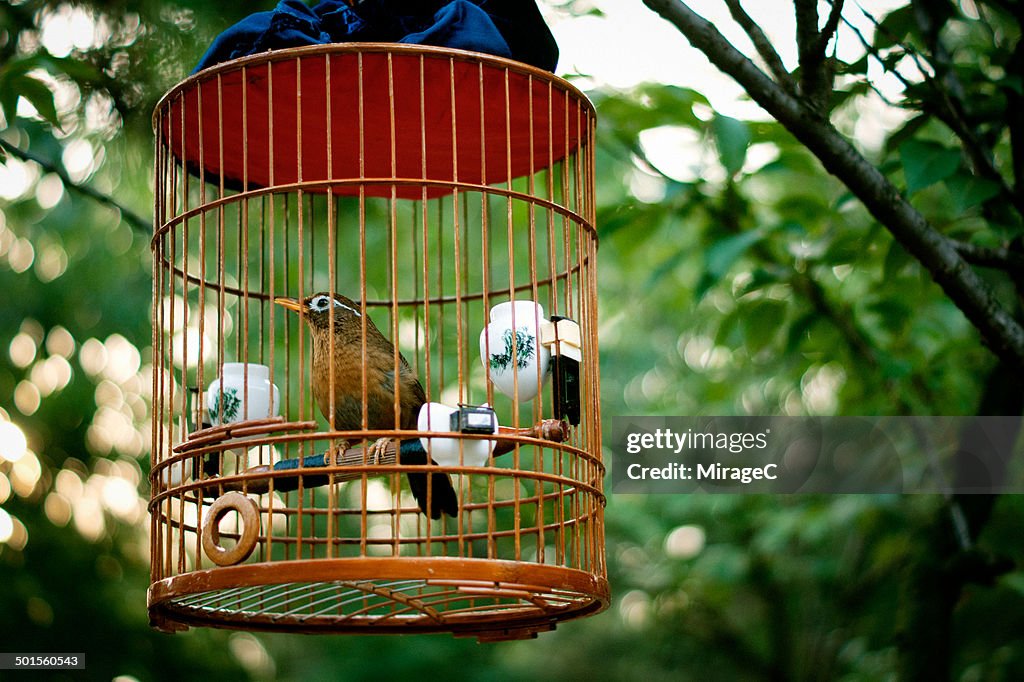 Caged Bird