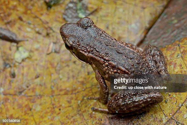 True Frogs Example 878 True Frog Stock Photos, High-Res Pictures, and Images - Getty Images