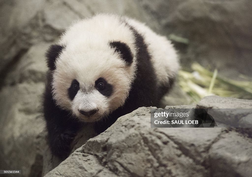 US-ANIMALS-MEDIA-PANDA-ZOO